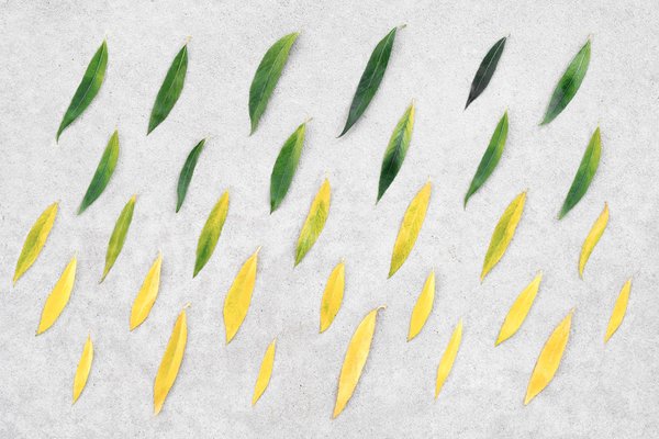 Quels sont les défis et opportunités de la transition numérique pour les entreprises familiales